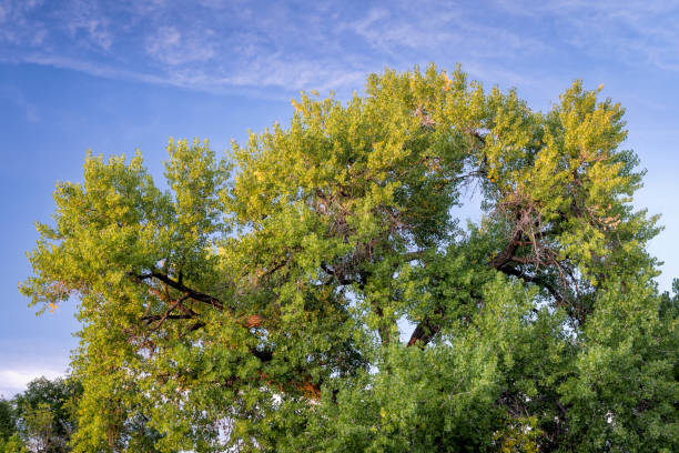 гигантское хлопчатобумажное дерево в начале осени - tree tall poplar tree bark стоковые фото и изображения