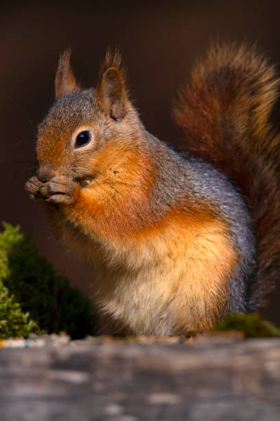 istock Cute squirrel. Dark brown nature background. 1177322574
