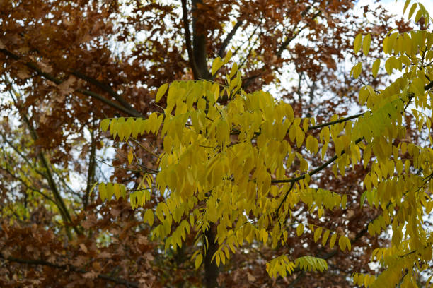 collection of beautiful colorful autumn leaves - beech leaf isolated leaf new imagens e fotografias de stock