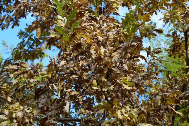 colección de hermosas hojas de otoño coloridas - beech leaf isolated leaf new fotografías e imágenes de stock
