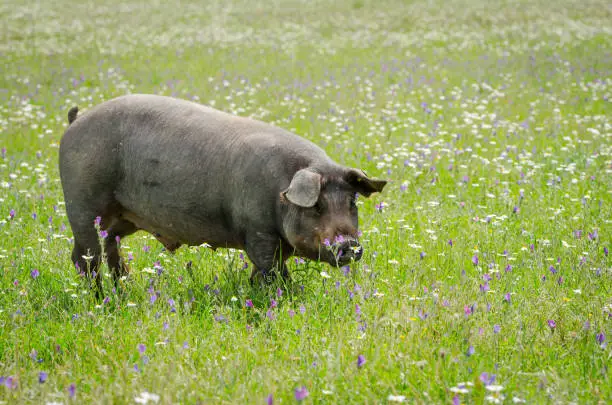 Photo of portrait of Iberian pig herd (pata negra) in a flower field