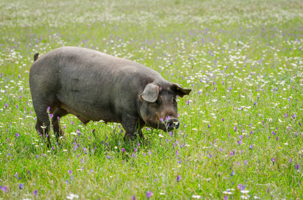portrait of iberian pig herd (pata negra) in a flower field - serrano chilli pepper meat ham spain imagens e fotografias de stock