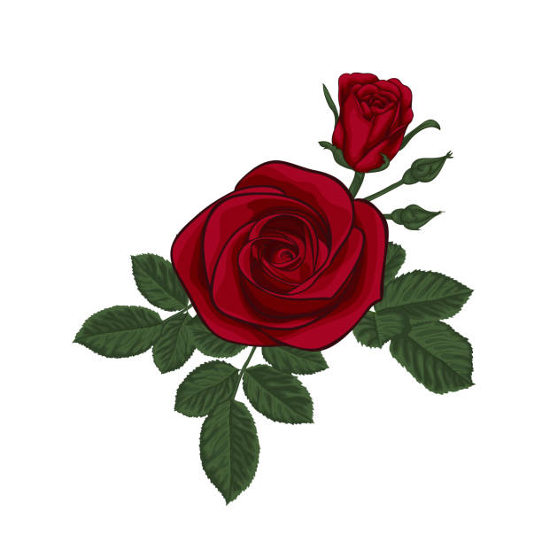 빨간 장미와 잎과 아름다운 꽃다발. 꽃꽂이. 디자인 인사말 카드 및 결혼식, 생일, 발렌타인 데이, 어머니의 날 및 기타 휴일의 초대 - valentine card rose plant blossom stock illustrations