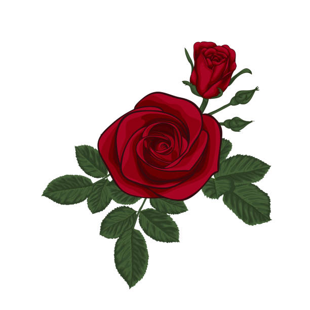 ilustrações de stock, clip art, desenhos animados e ícones de beautiful bouquet with red roses and leaves. floral arrangement. design greeting card and invitation of the wedding, birthday, valentine s day, mother s day and other holiday - rose colored