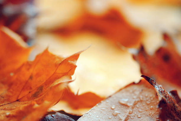 istock Abstract background with fallen autumn leaves. 1177326142