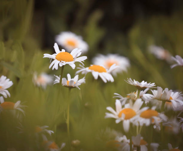 istock Daisies growing in the park on a summer day 1177328288