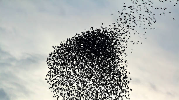 Flying birds. Blue sky background. Birds: Common Starling. Sturnus vulgaris.