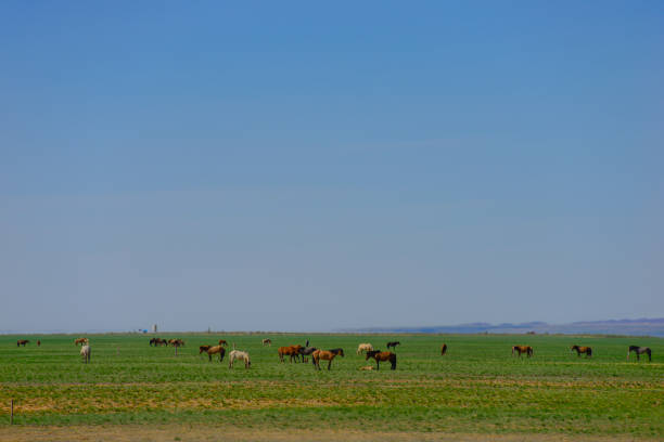 Beautiful horses in the field on blue sky background.