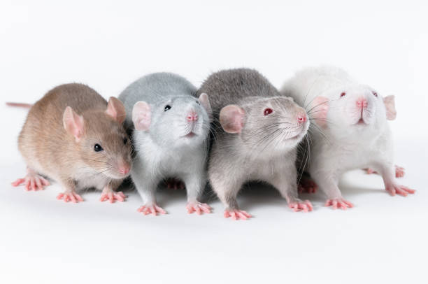 compagnie des rats colorés se reposant à côté d'un fond blanc - agouti animal photos et images de collection