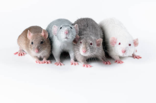 흰색 배경 옆에 앉아 다채로운 쥐의 회사 - agouti 뉴스 사진 이미지