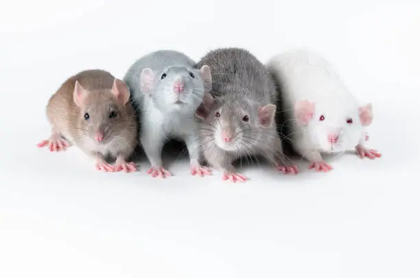 Four decorative rats - brown, blue, grey and white sit side by side and pose and smile