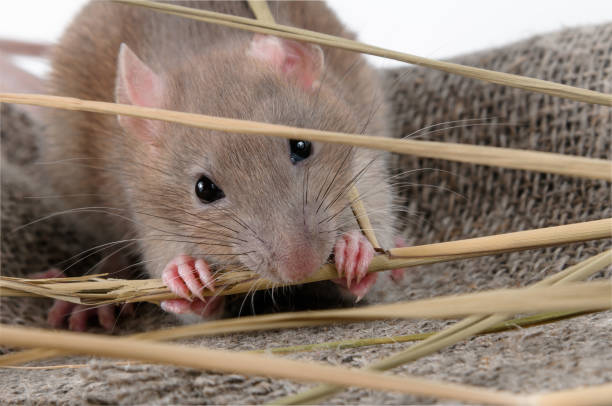 istock Cute rat walking in an old bag 1177331845