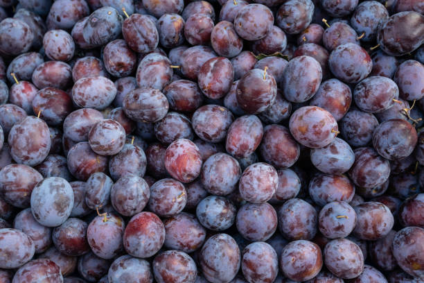 istock Full Frame Photo Of Fresh Plums 1177332905