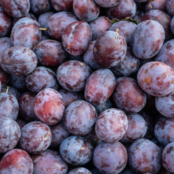 istock Full Frame Photo Of Fresh Plums 1177332906