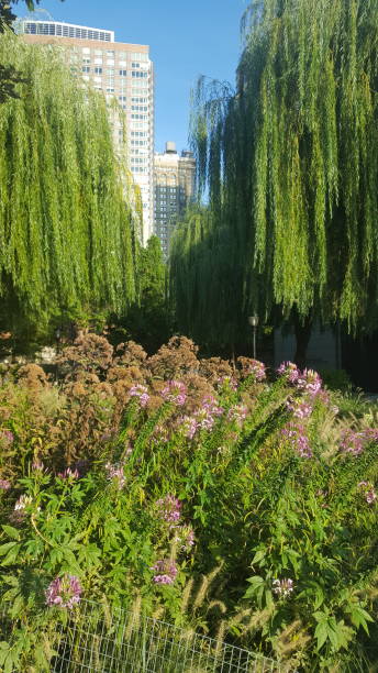 istock Between skyscrapers and greenery in Manhattan (photo1) 1177336238