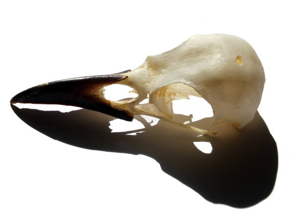 istock a side view of a crow skull with open on a white background with shadow 1177337094