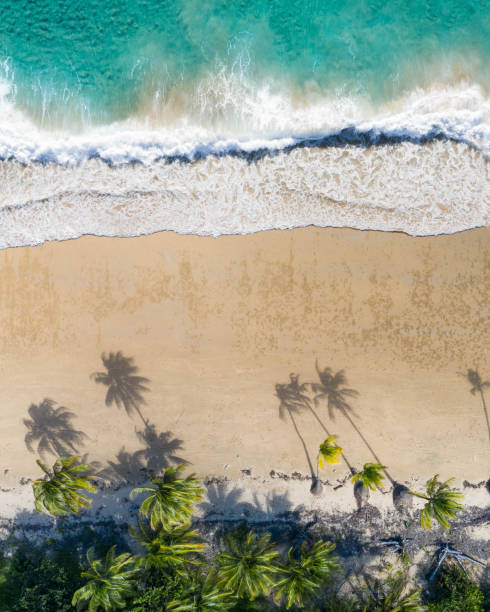 istock Beautiful idyllic tropical scene with white sand beach, palm and coconut tree with a blue ocean and surfers waiting for waves. 1177338771
