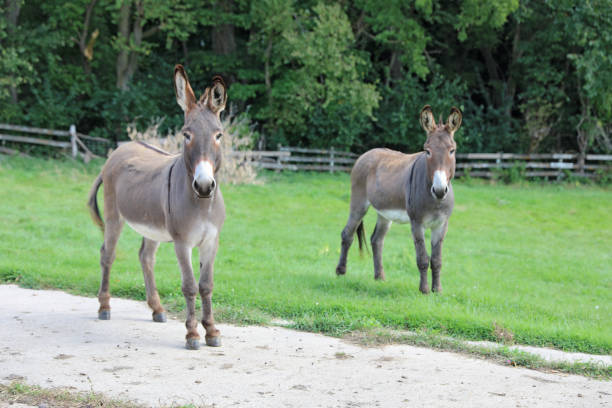 Two cute donkeys in farm pasture