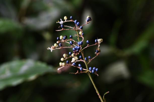 istock Pollia japonica flowers and berries 1177339949