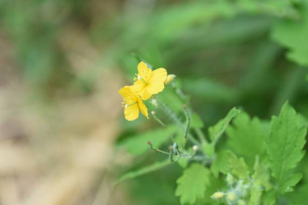 istock Greater celandine flowers 1177340078