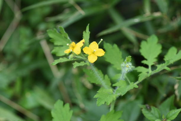 istock Greater celandine flowers 1177340082