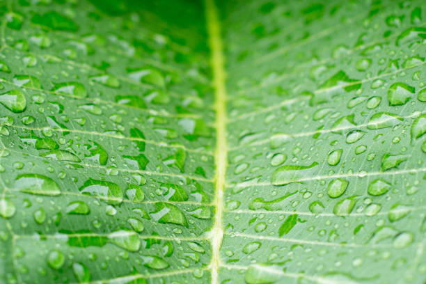 istock Close up of Dew on leaves texture background with warm light 1177340121