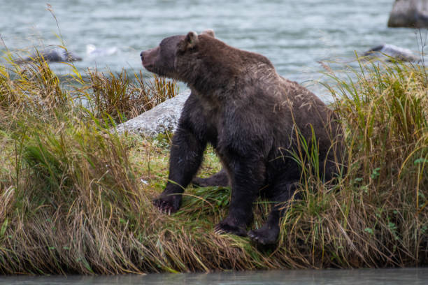 istock Alaska coastal Brown bear fishing during salmon run 1177344232