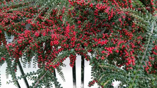 Cotoneaster growing on a white picket fence. It's it's bright red berries and green leaves stand out against the white of the fence.