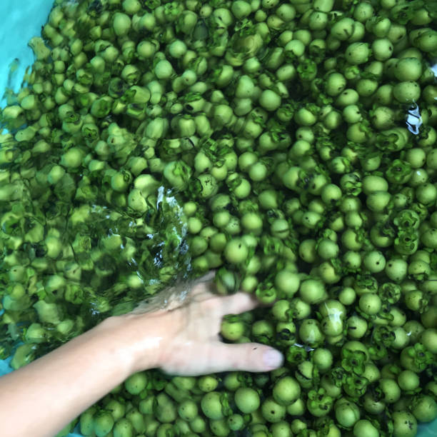 istock Fresh and ripe ebony fruit the Thai native silk or fabric dyeing 1177345779