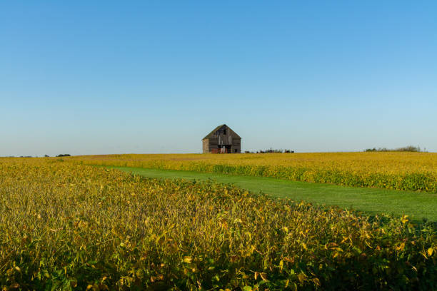 istock Vintage barn in soy bean field 1177346638