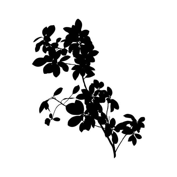 istock Black Ficus Benjamin plant Silhouette isolated on white background. Vector Illustration 1177348315