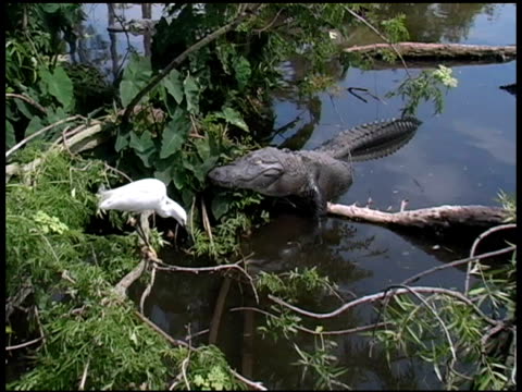 Snowy Egret Flies Too Close to an Alligator