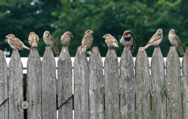 istock Birds on a Fence 1177348648