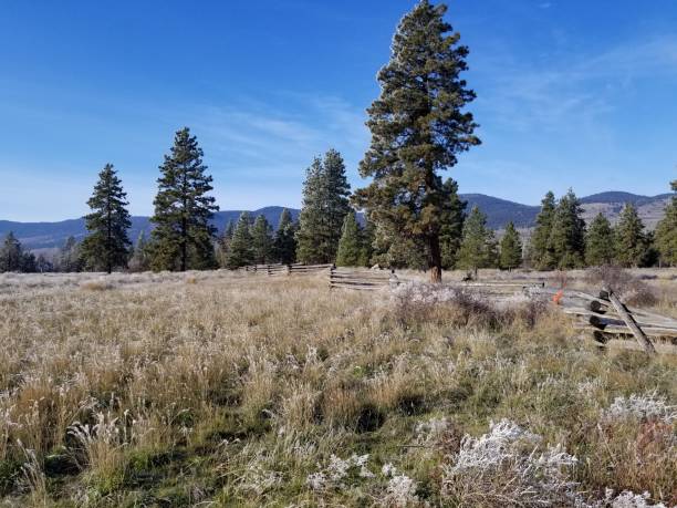 istock Grasslands log fence with trees in background. 1177351160