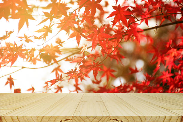 istock Picnic table with Japanese maple tree garden in autumn. 1177352867