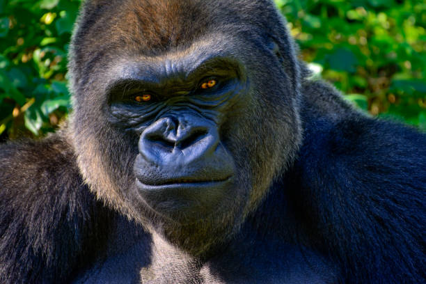 мужской сильвербэк западная горилла низменности - gorilla west monkey wildlife стоковые фото и изображения