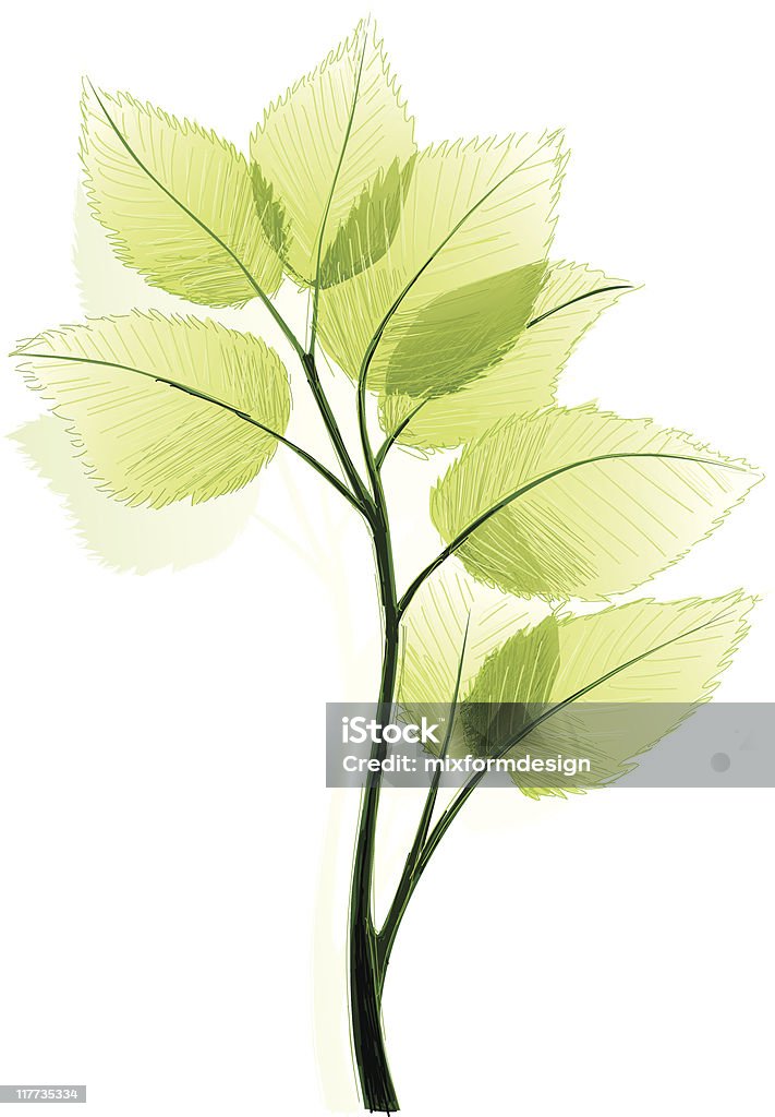 Zweig - Royalty-free Botânica - Ciência de plantas arte vetorial