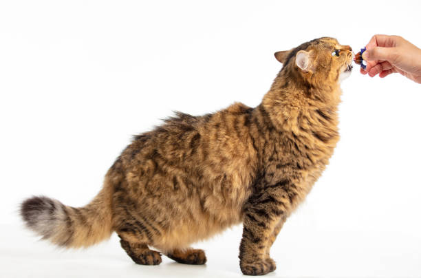 istock side view  beautiful Siberian cat  eating 1177356495