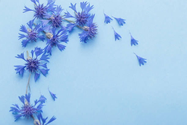 istock blue cornflowers on blue paper background 1177356547