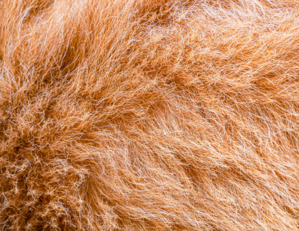 istock Animal hair. 1177358060