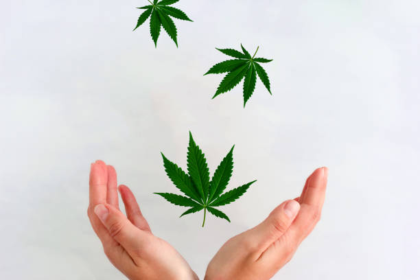 marijuana leaves fly down and fall into women's hands on a white background marijuana leaves fly down and fall into women's hands on a white background,health care and agriculture concept healthy marijuana cannabis plant growing in a garden stock pictures, royalty-free photos & images