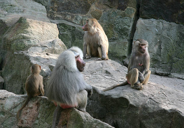 aburrido mandril reunión en zoológico de berlín - 5908 fotografías e imágenes de stock