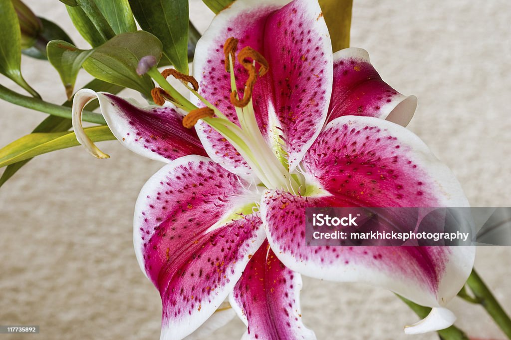 Lilium orientalis - Foto stock royalty-free di Aprire