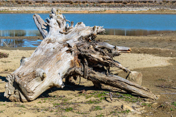 istock Old stump exposed in a drying pond 1177359177