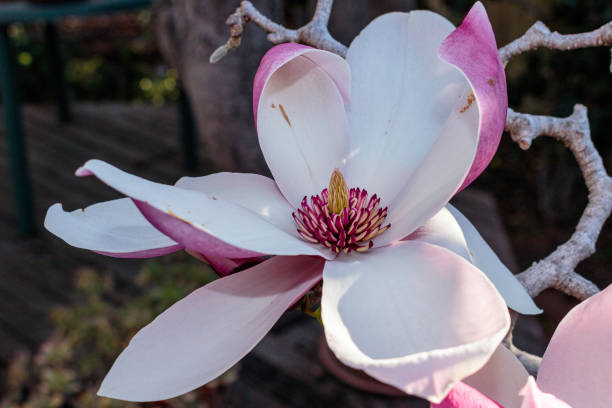 istock Flower in a garden at Hughes 1177359185