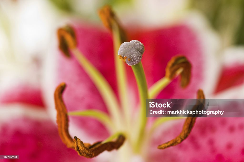 Stargazer Lily  Abstract Stock Photo