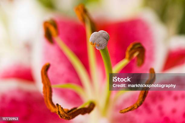 Stargazer Lily Stock Photo - Download Image Now - Abstract, Beauty, Beauty In Nature