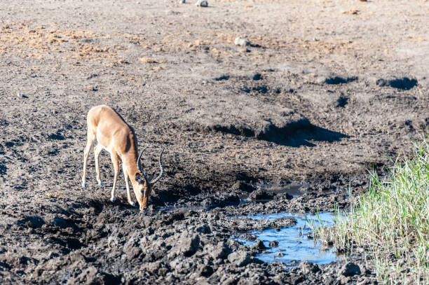 An impala near a waterhole