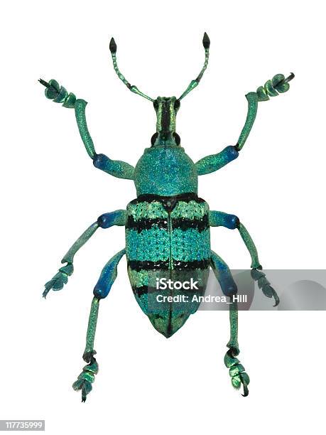 グリーン甲虫 - 甲虫類のストックフォトや画像を多数ご用意 - 甲虫類, 白背景, パプアニューギニア