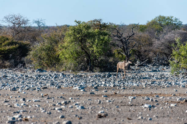istock Kudus in Etosha National Park 1177360021